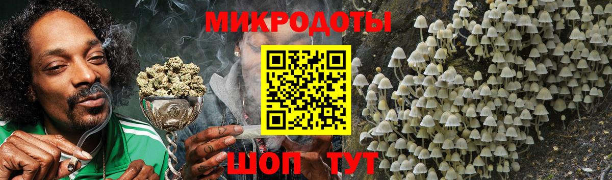 Псилоцибиновые грибы Psilocybe Кирово-Чепецк
